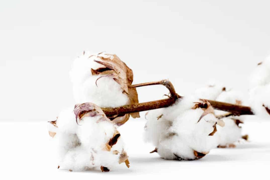 What Are the Advantage and Disadvantage of Using Cotton Fabric for Golf