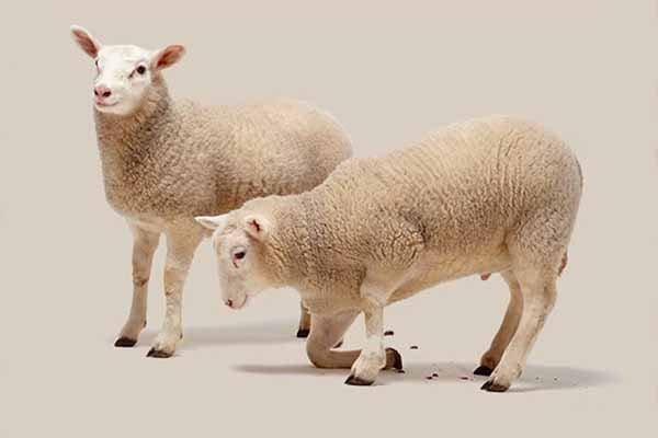 merino wool