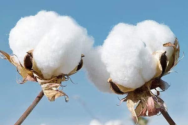 organic cotton